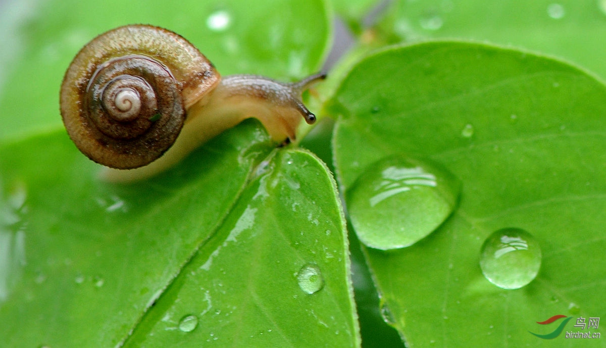 雨中小蜗牛