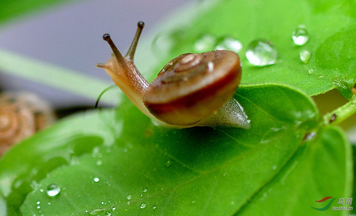 雨中小蜗牛