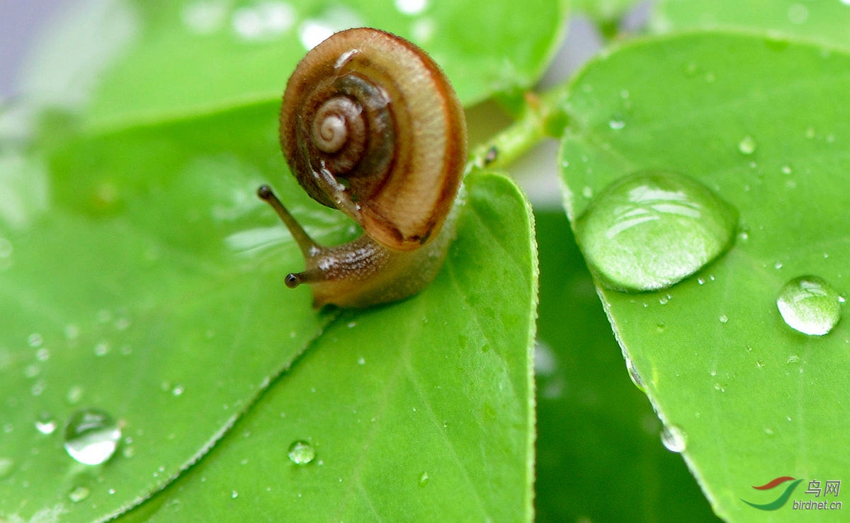 雨中小蜗牛