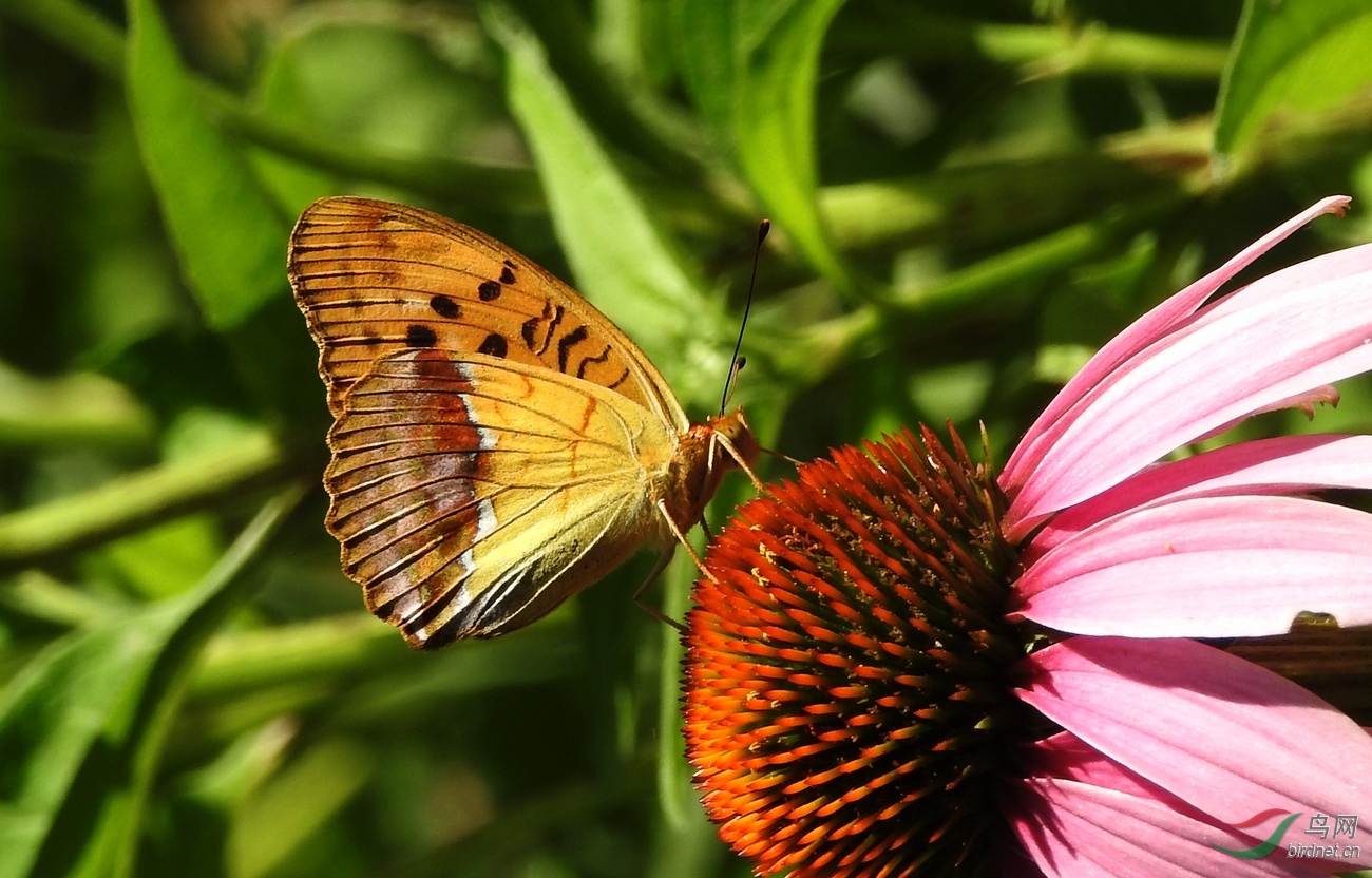 DSCN4242.JPG