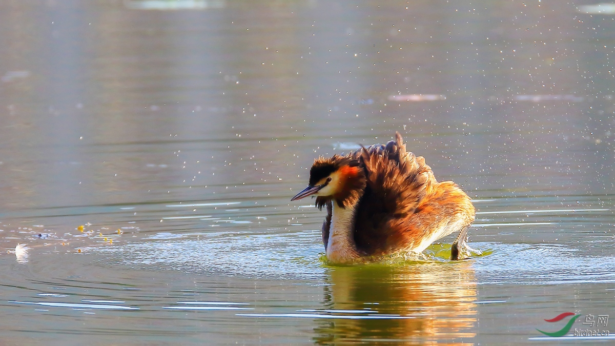 ��ͷ����