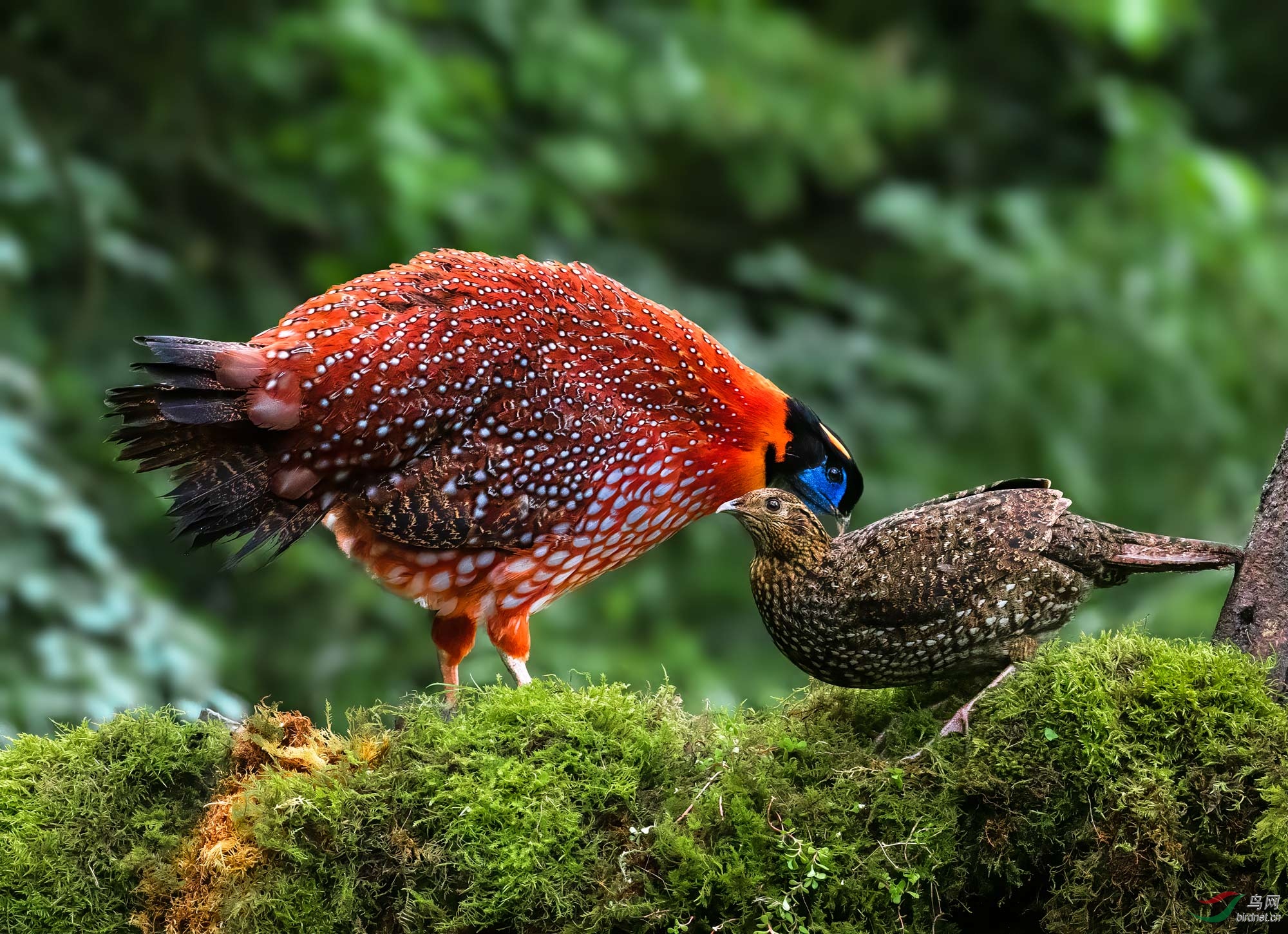 紅腹角雉榮獲本版佳作