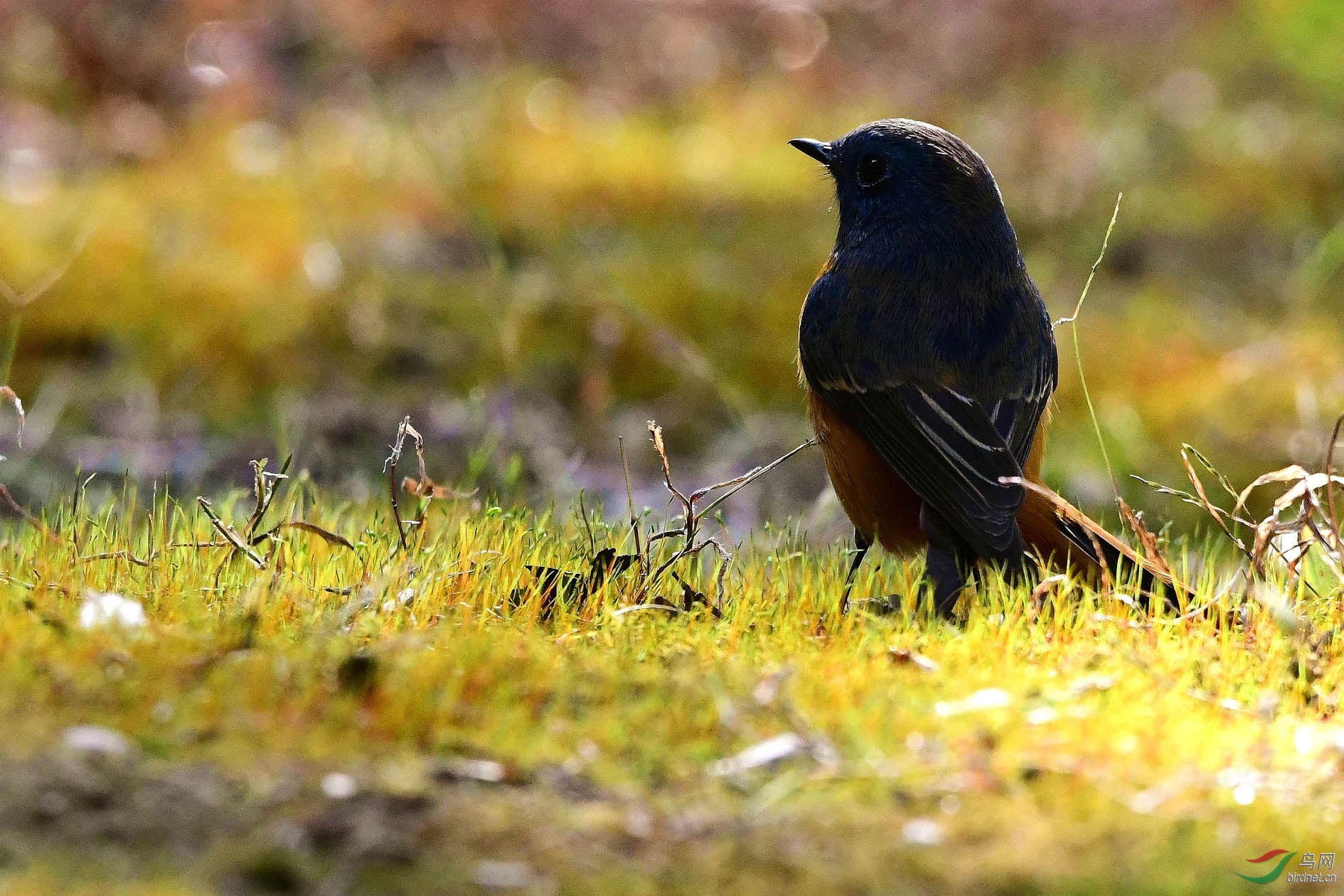 DSC_5335_����.jpg