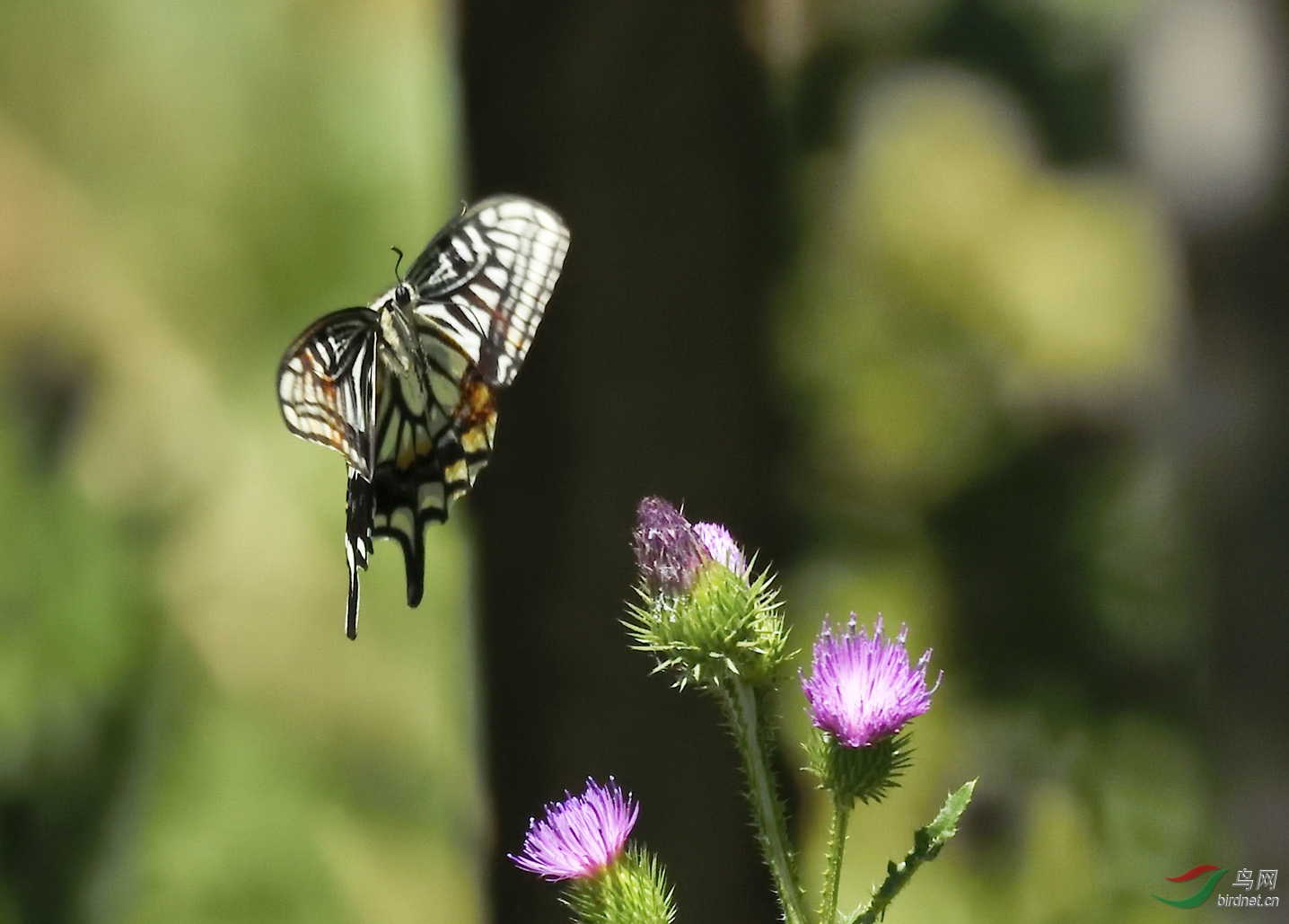 _DSC0657_00001_00001-2.jpg