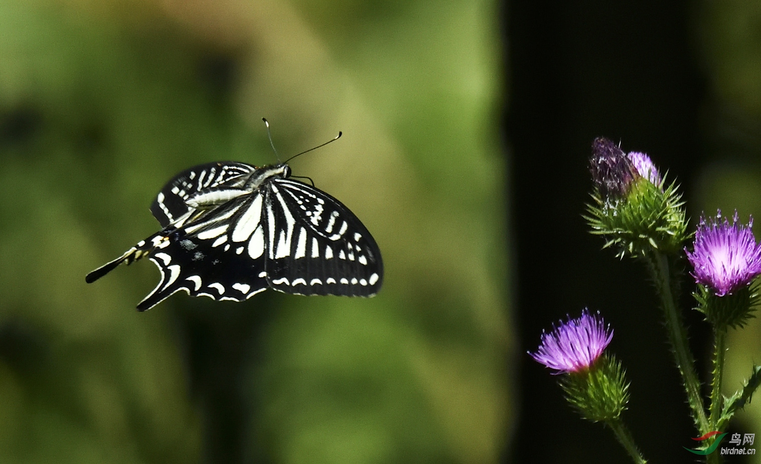 _DSC0634_00001_00001-2.jpg