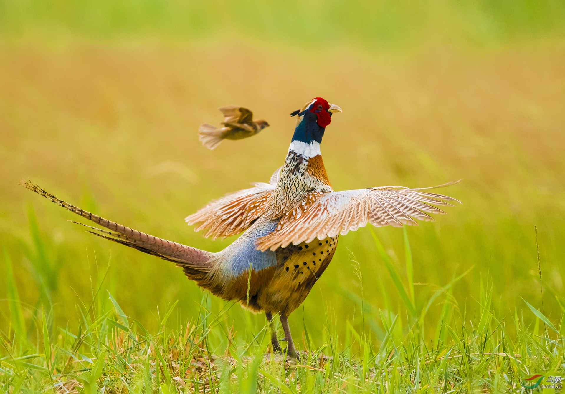 ����ʪ����̬��---��������