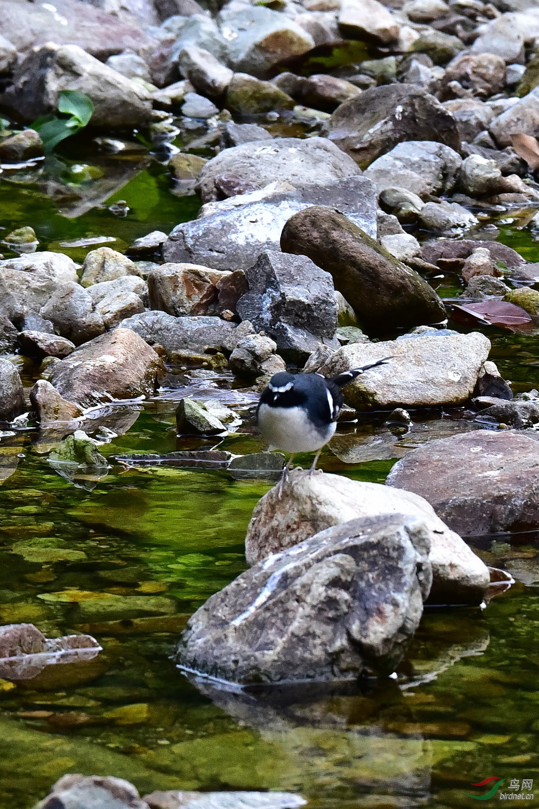 DSC_0220.JPG