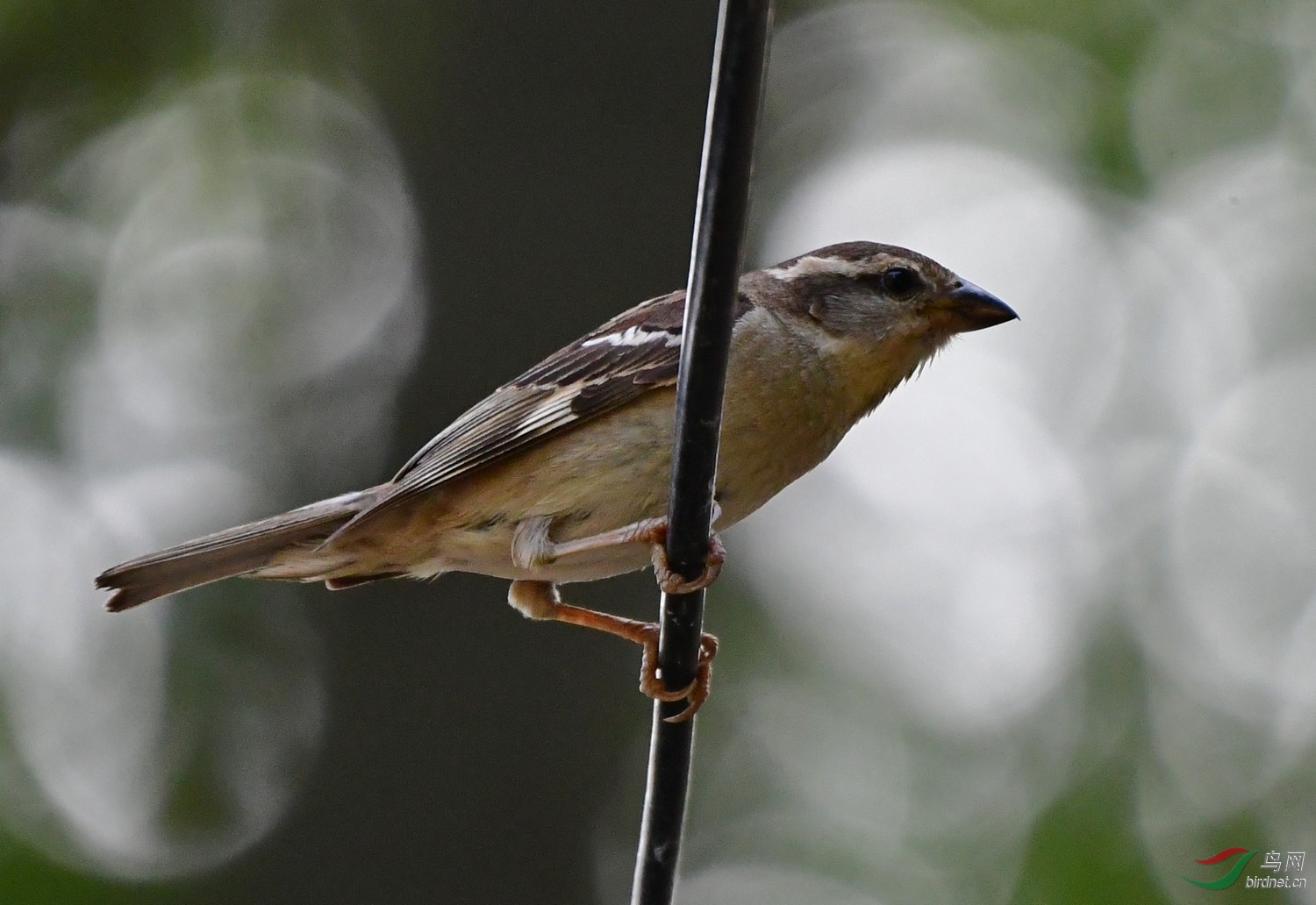 DSC_5060.JPG