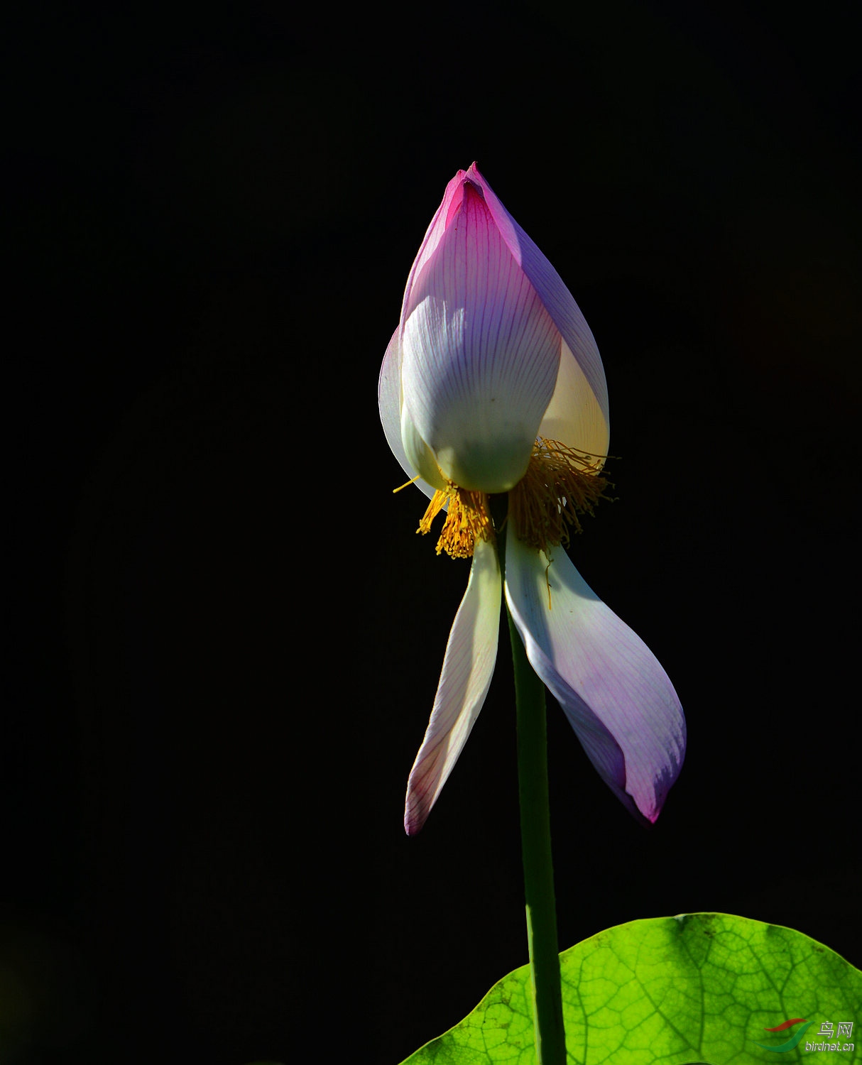 _D803620.jpg