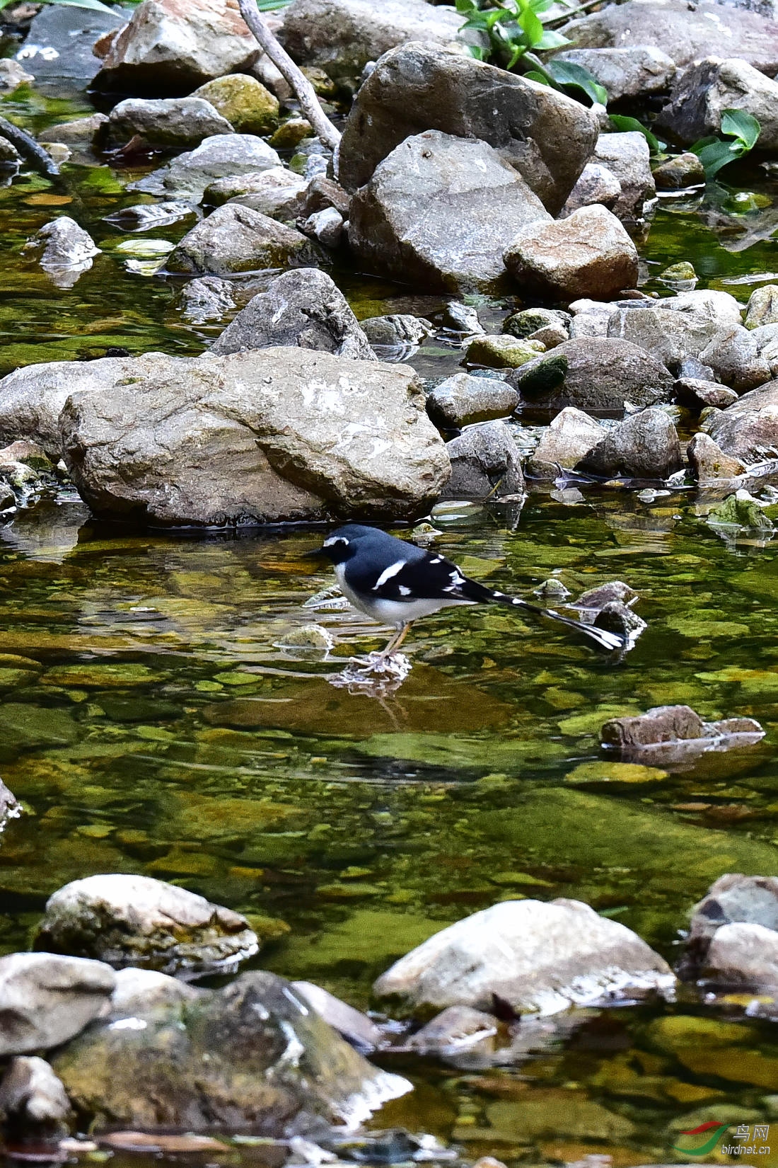 DSC_0223.JPG