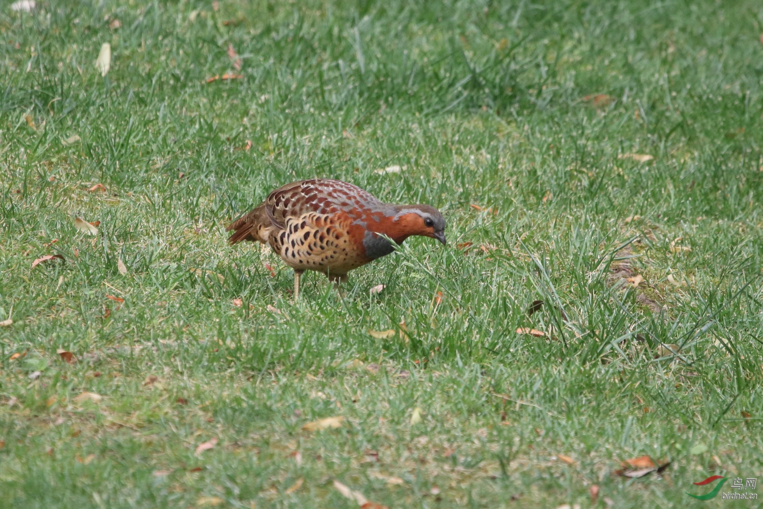 IMG_9286.JPG