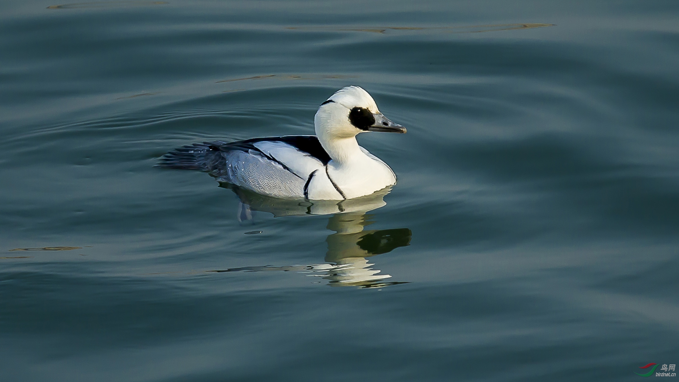 水中熊猫.白秋沙鸭