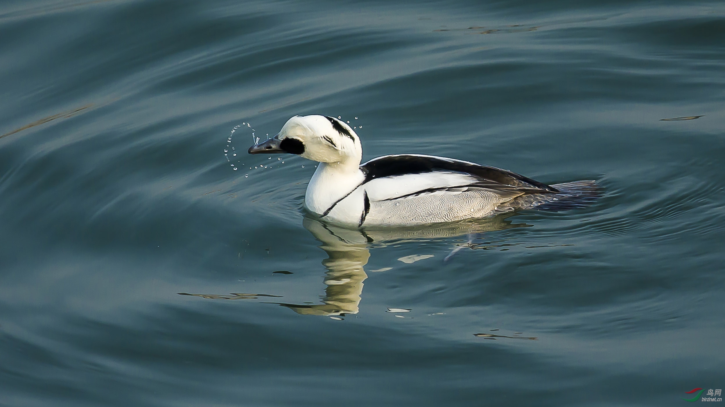 水中熊猫.白秋沙鸭