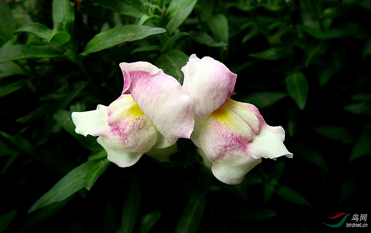 P5203430.jpg