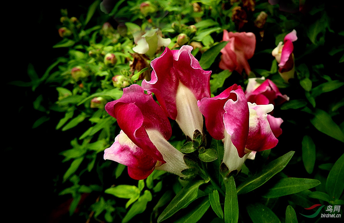 P5203432.jpg