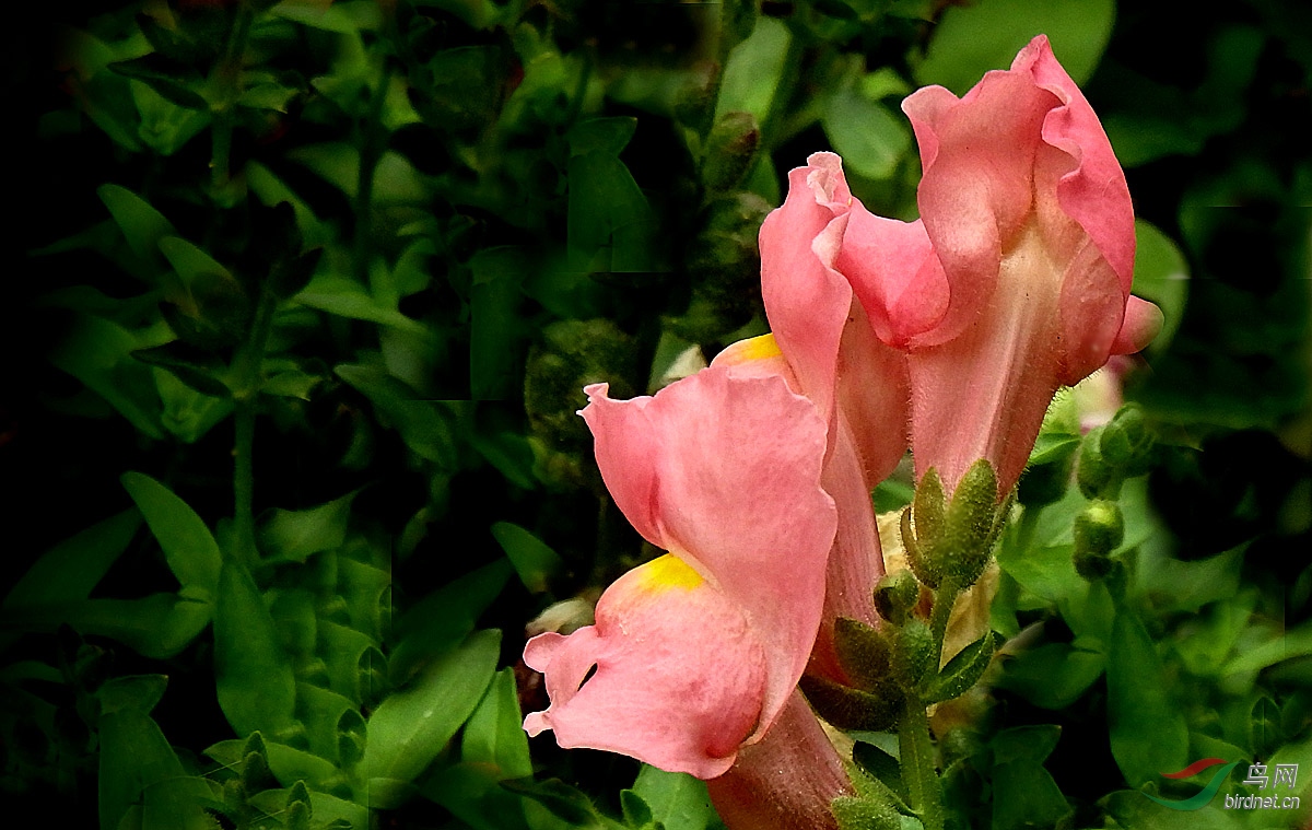 P5203435.jpg