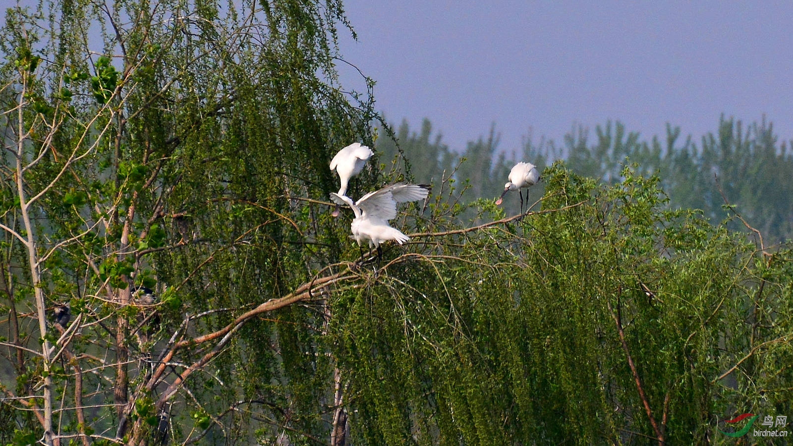 DSC_6334.JPG
