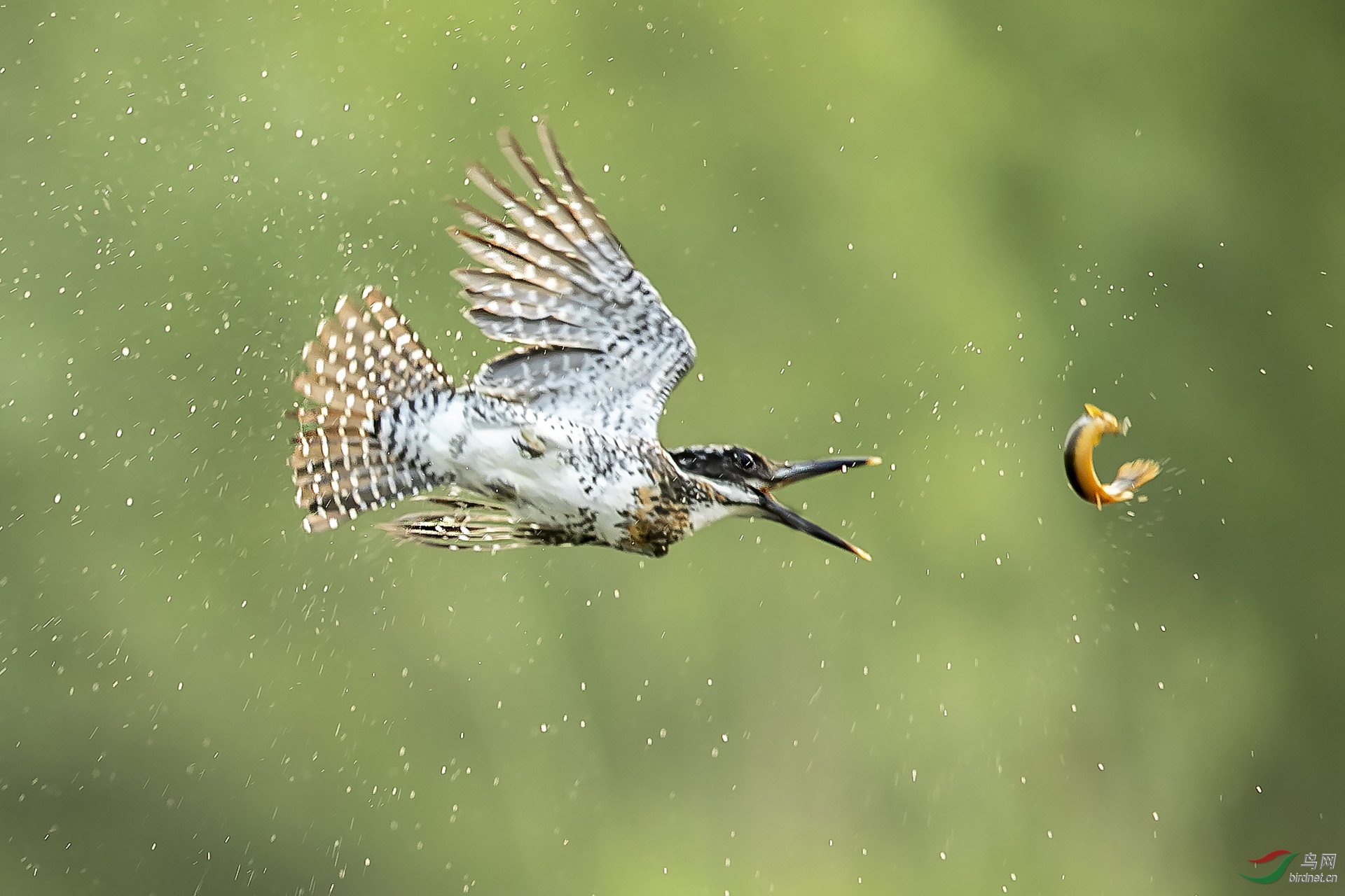 逃离鸟口祝贺老师佳作荣获网站首页鸟类精华