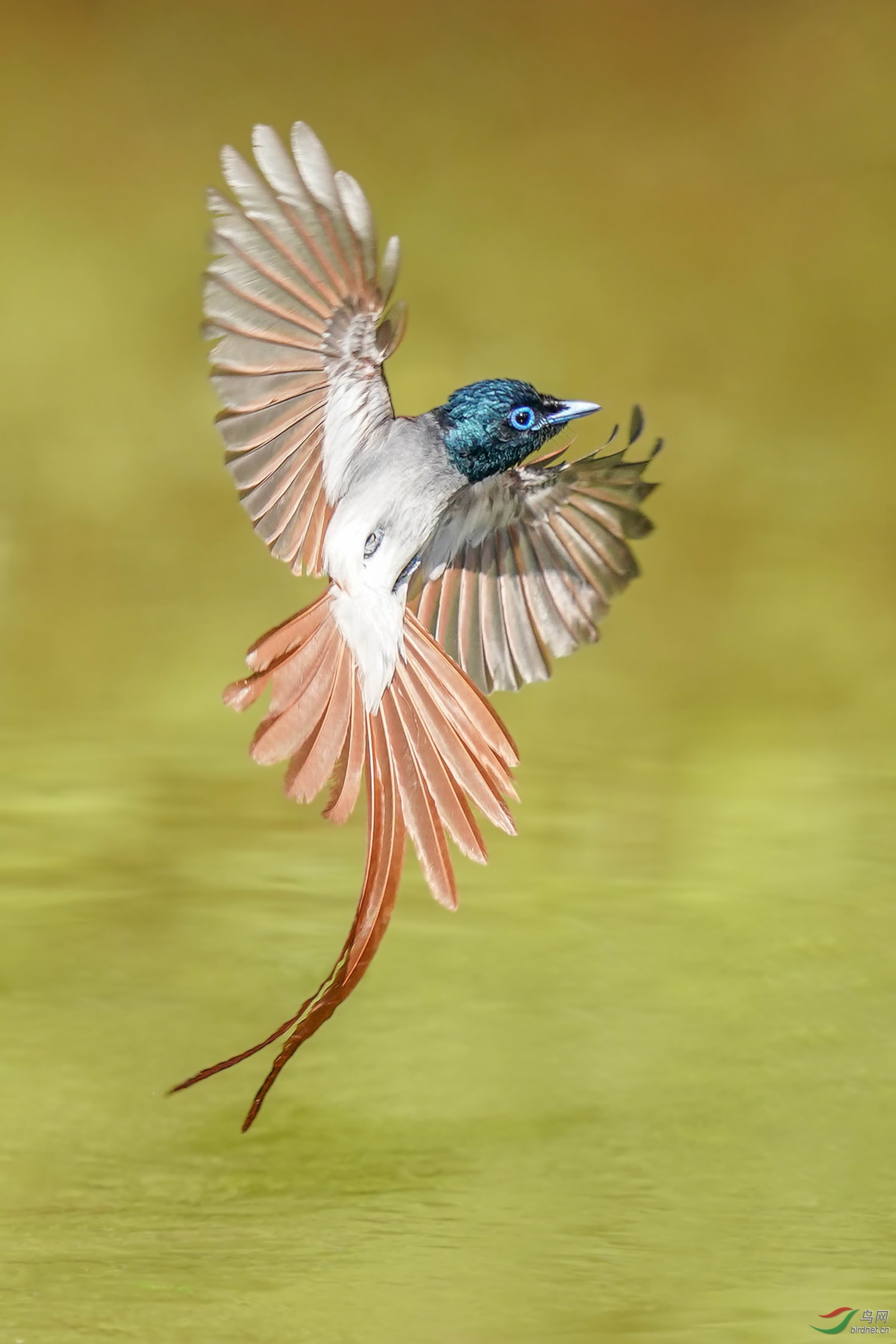 寿带荣获首页精华