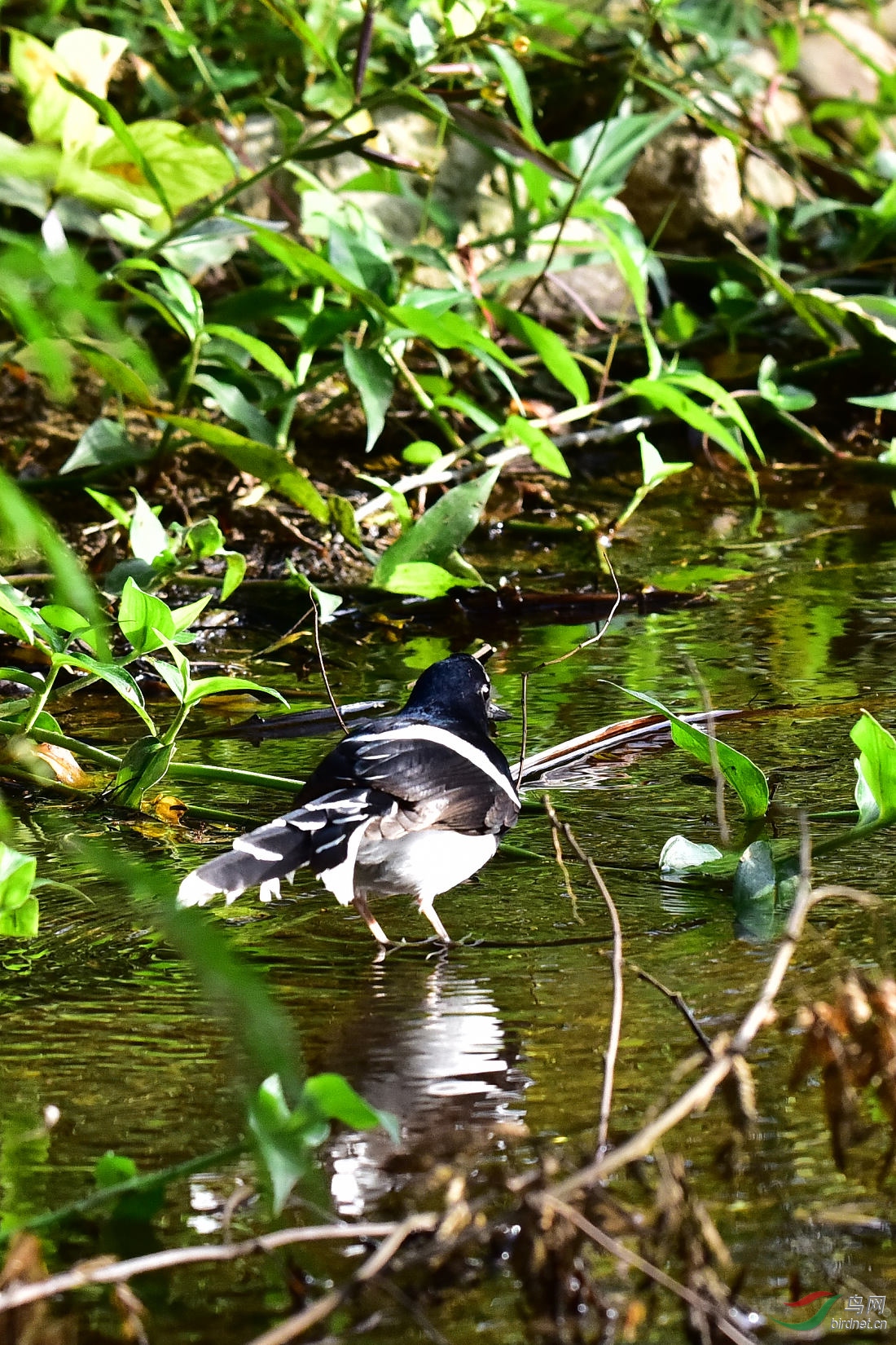 DSC_0233.JPG