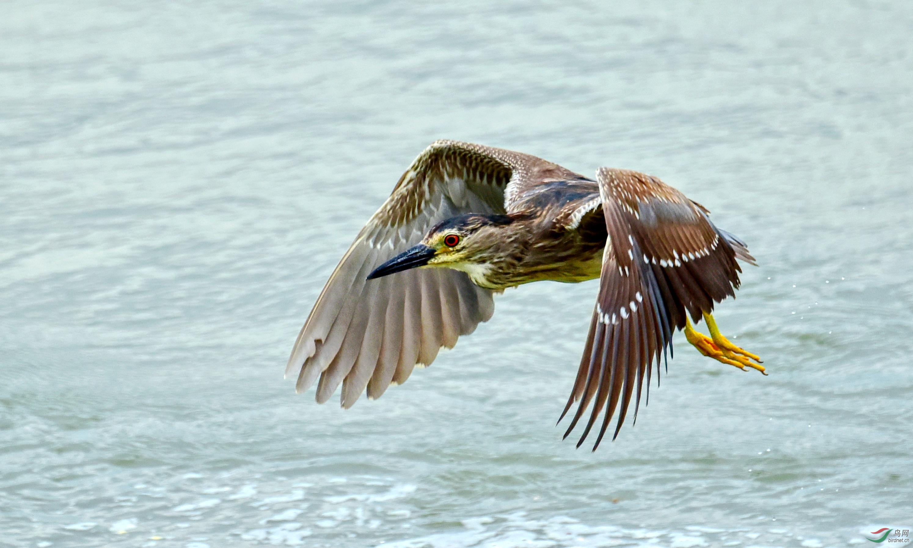 DSC_0172_conew2.jpg