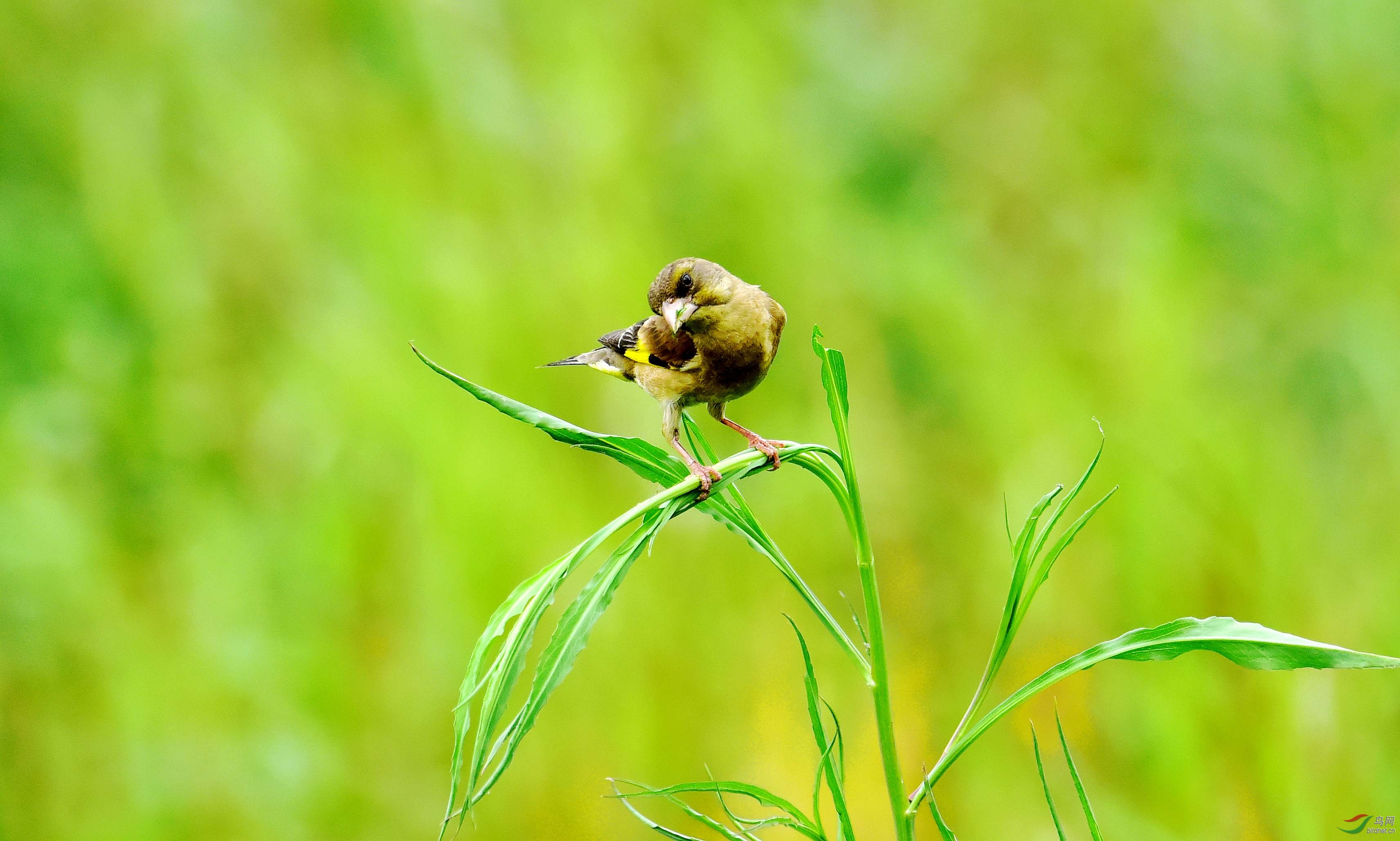 DSC_0005_conew2.jpg