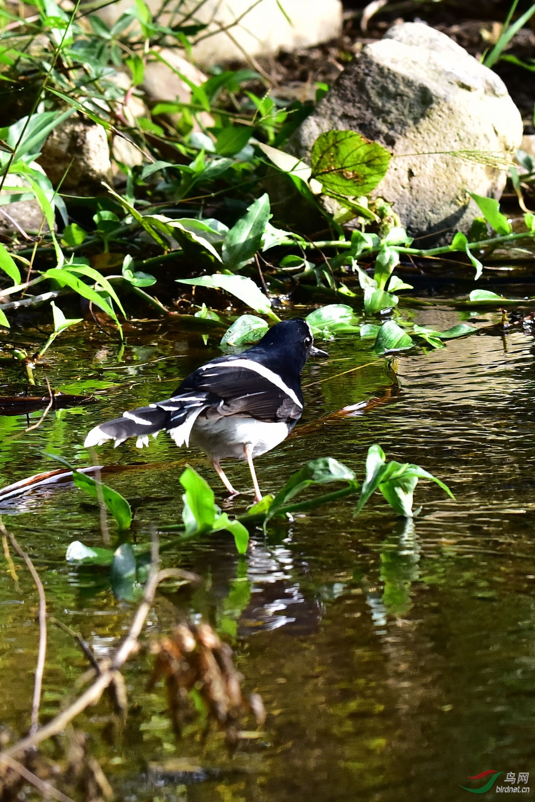 DSC_0236.JPG