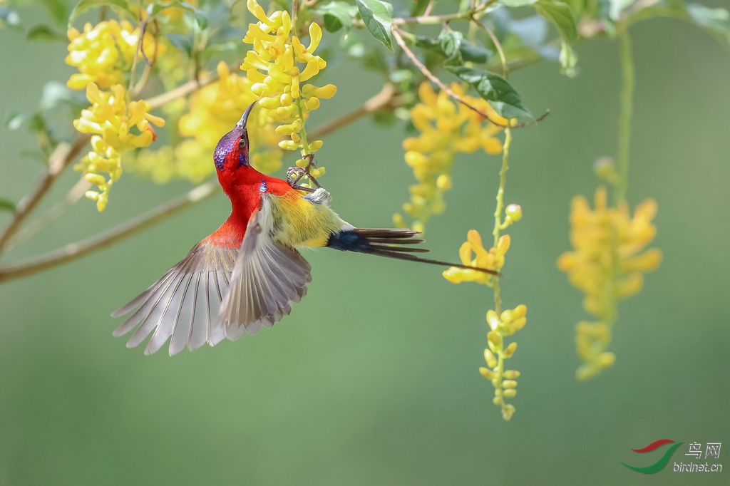 蓝喉太阳鸟爱上山桂花