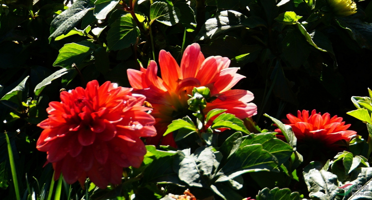DSC08964.JPG