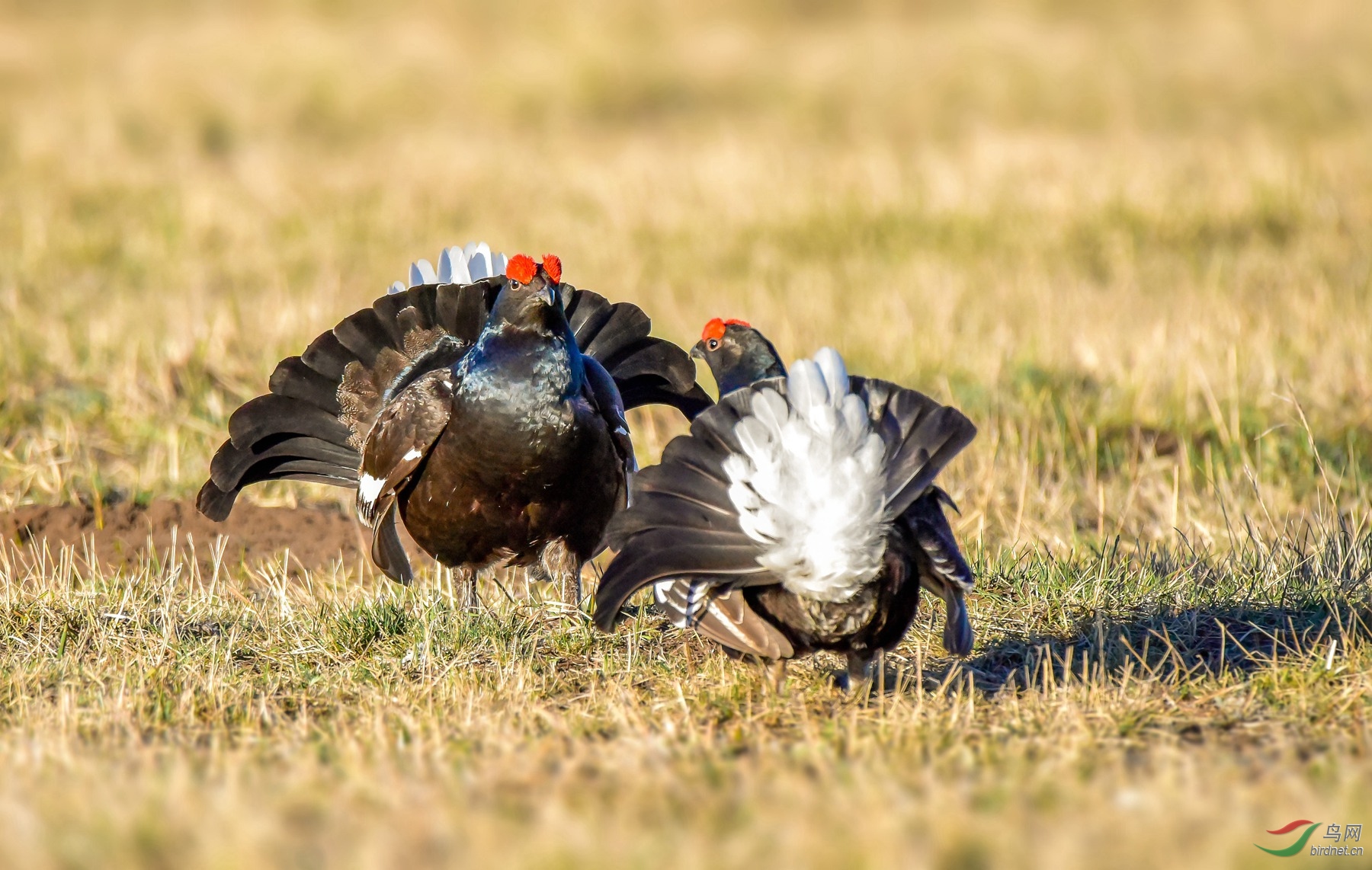 DSC_5430.jpgps8_����.jpg