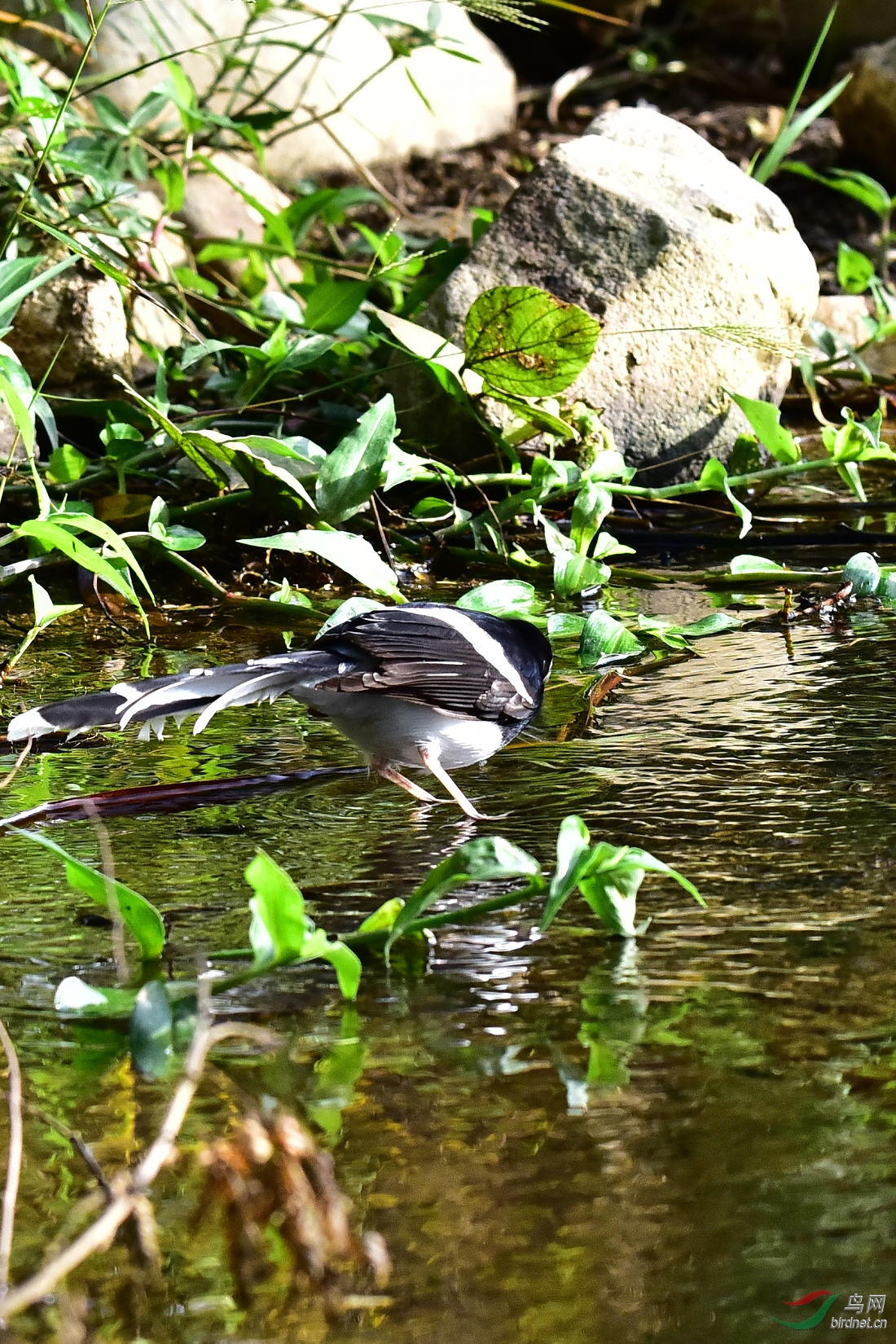 DSC_0240.JPG