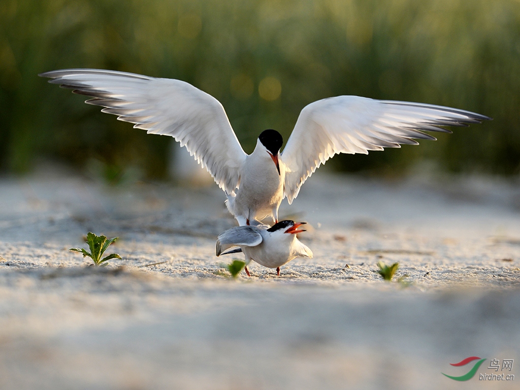 _DSC7753 - ����.JPG