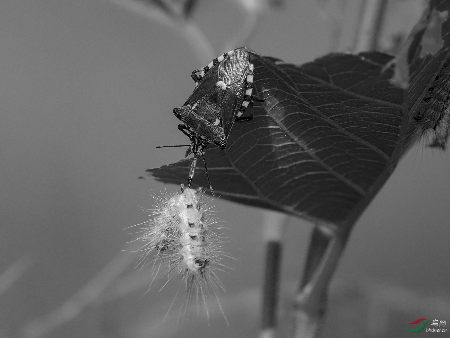 蝽象猎杀毛毛虫