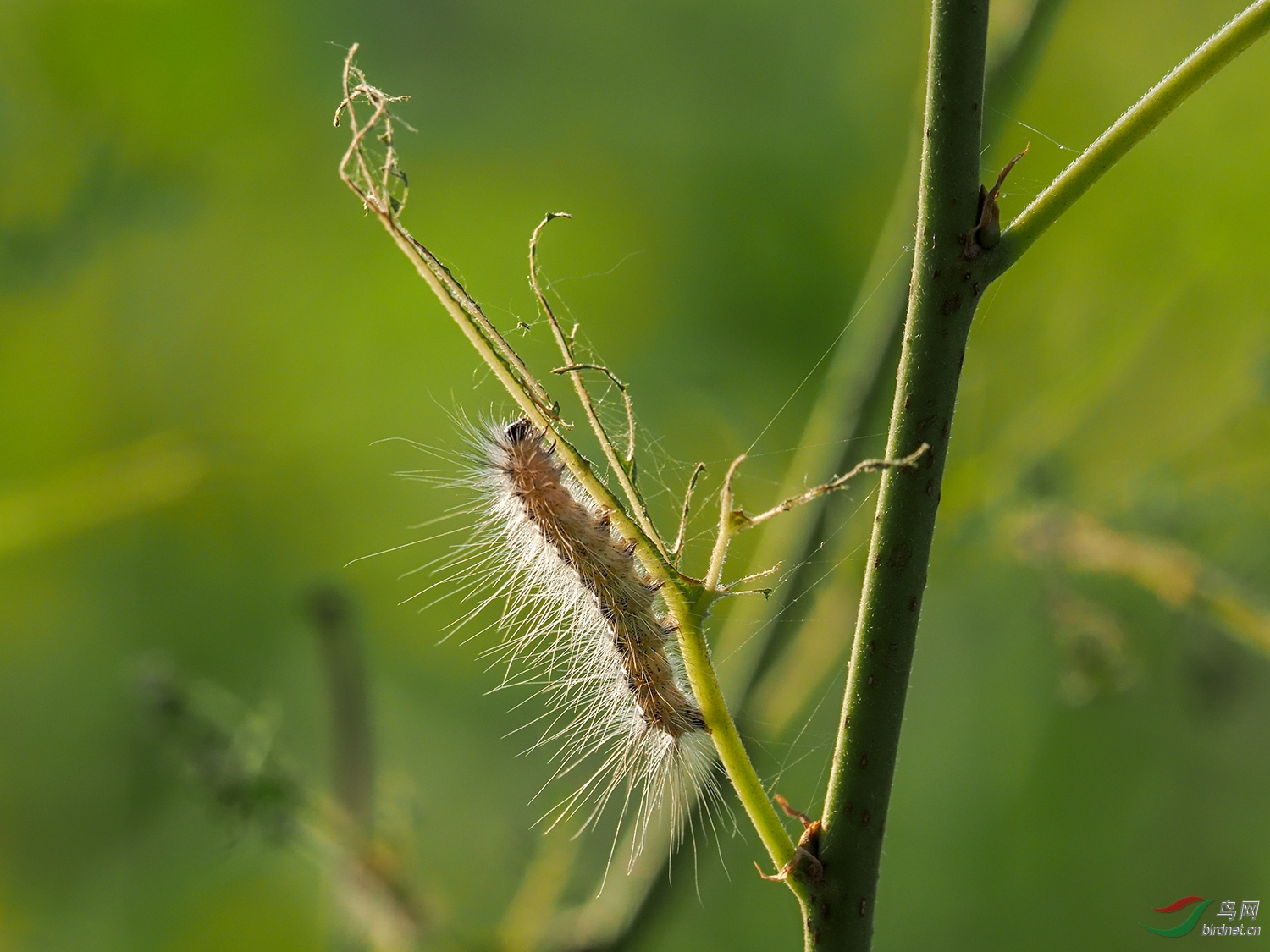 残食树木的毛毛虫
