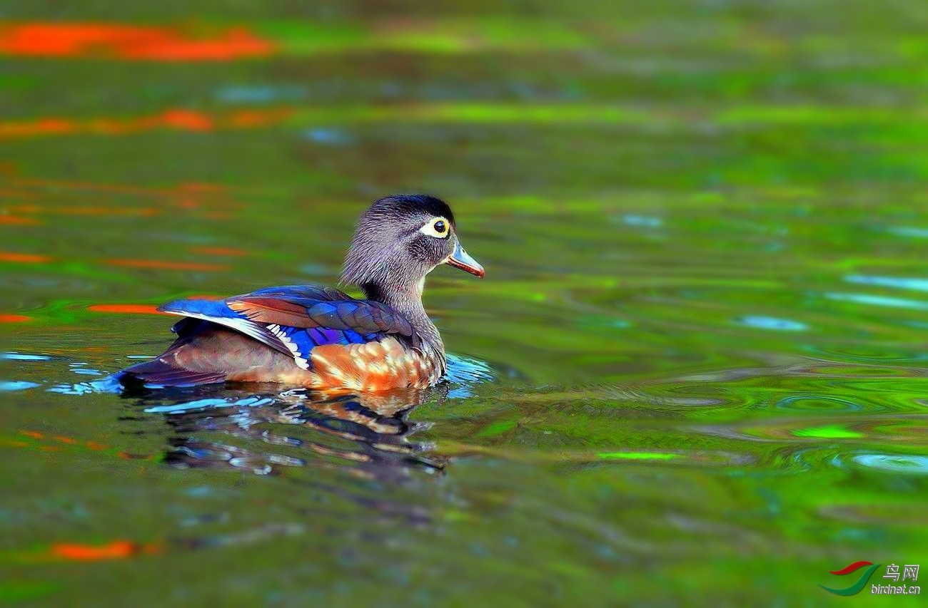 034124zpjp5q1sxsqpsstq - ����.jpg