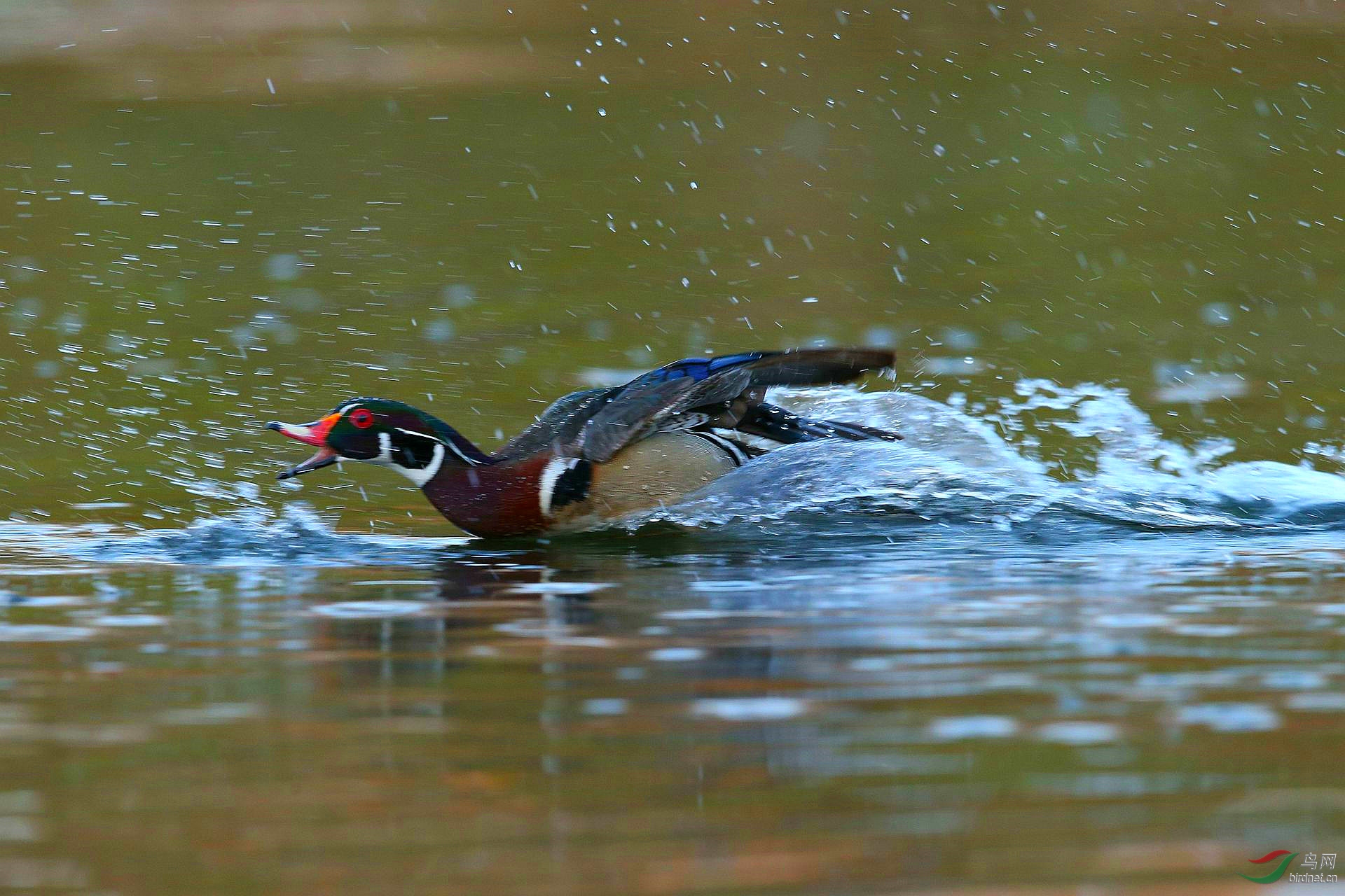 IMGL3622_���� - ����.jpg