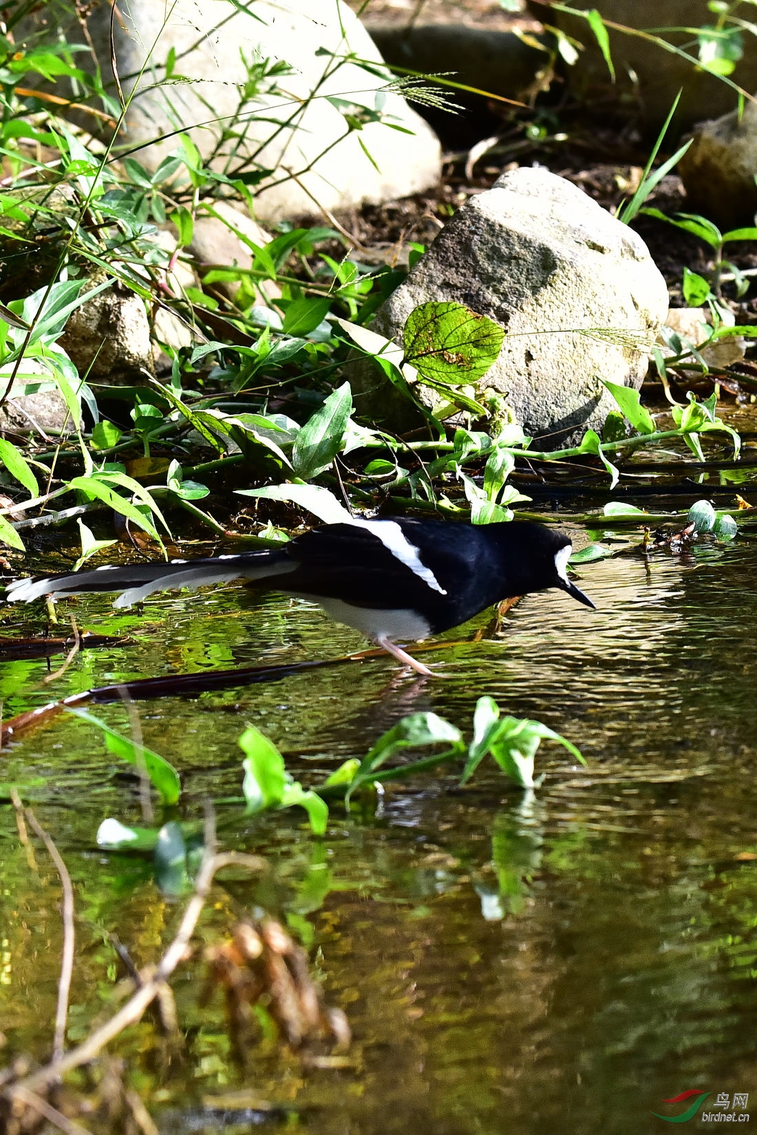 DSC_0244.JPG