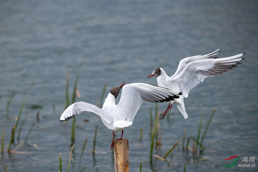 DSC_9069-1.jpg