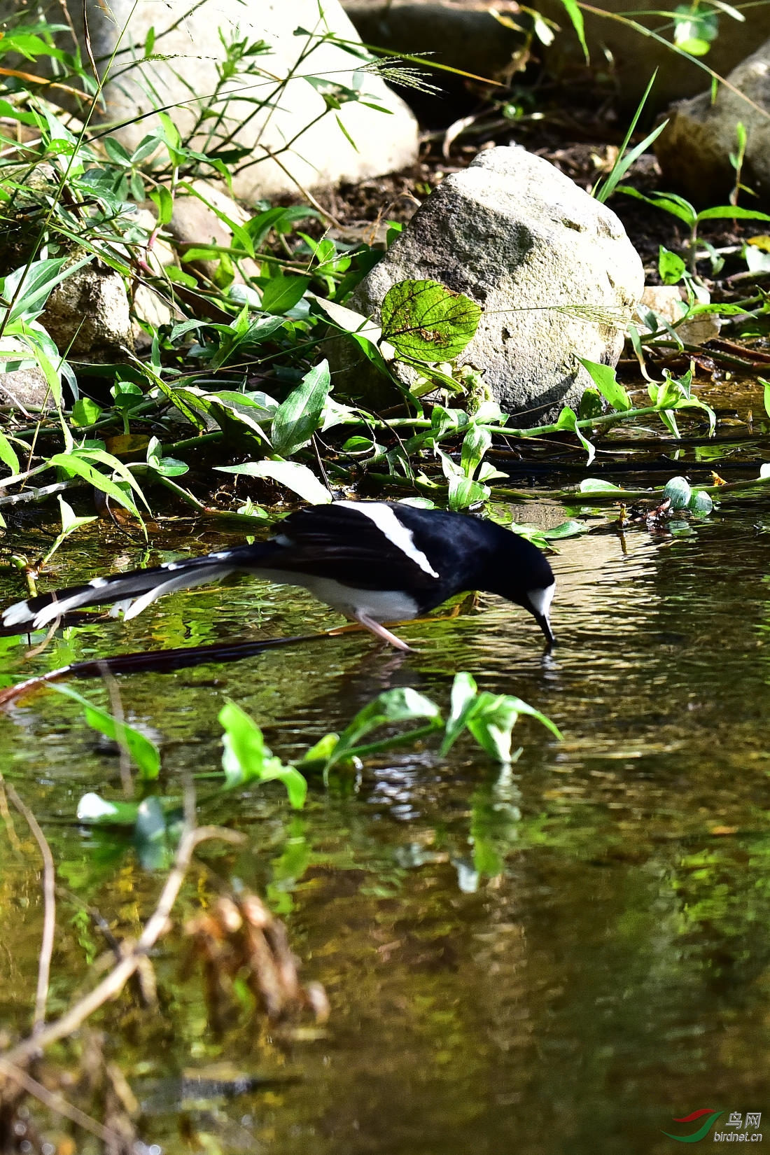 DSC_0245.JPG