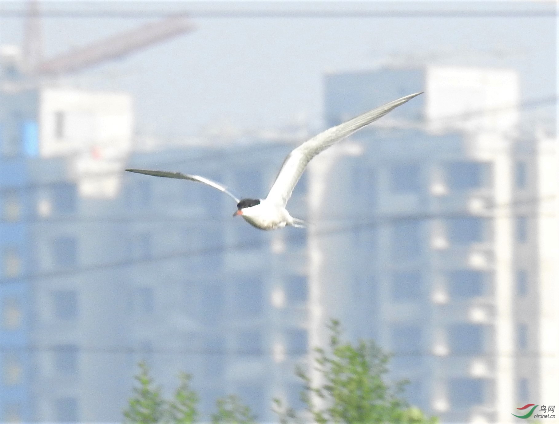 ��Ÿ-�Ӵ�����DSCN8447.jpg