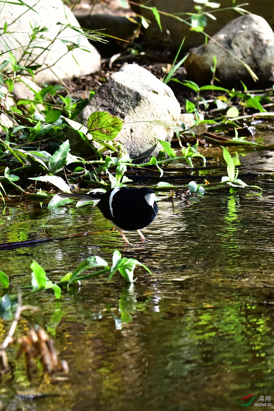 DSC_0248.JPG