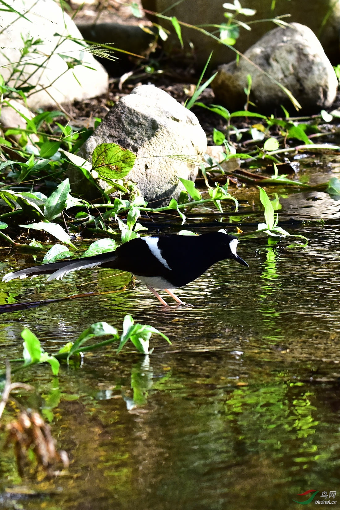 DSC_0250.JPG