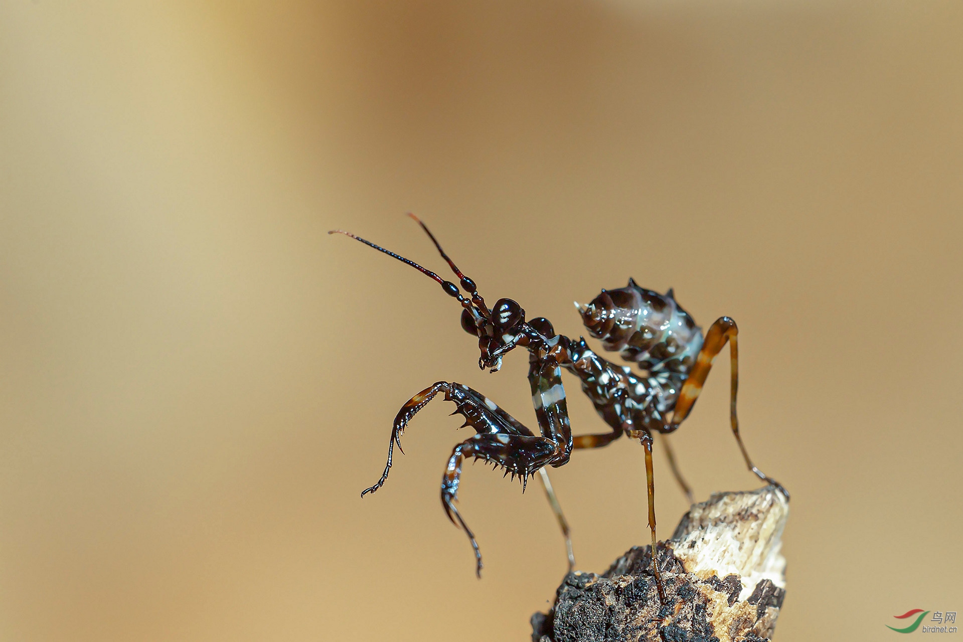 非洲瘤刺螳螂图片