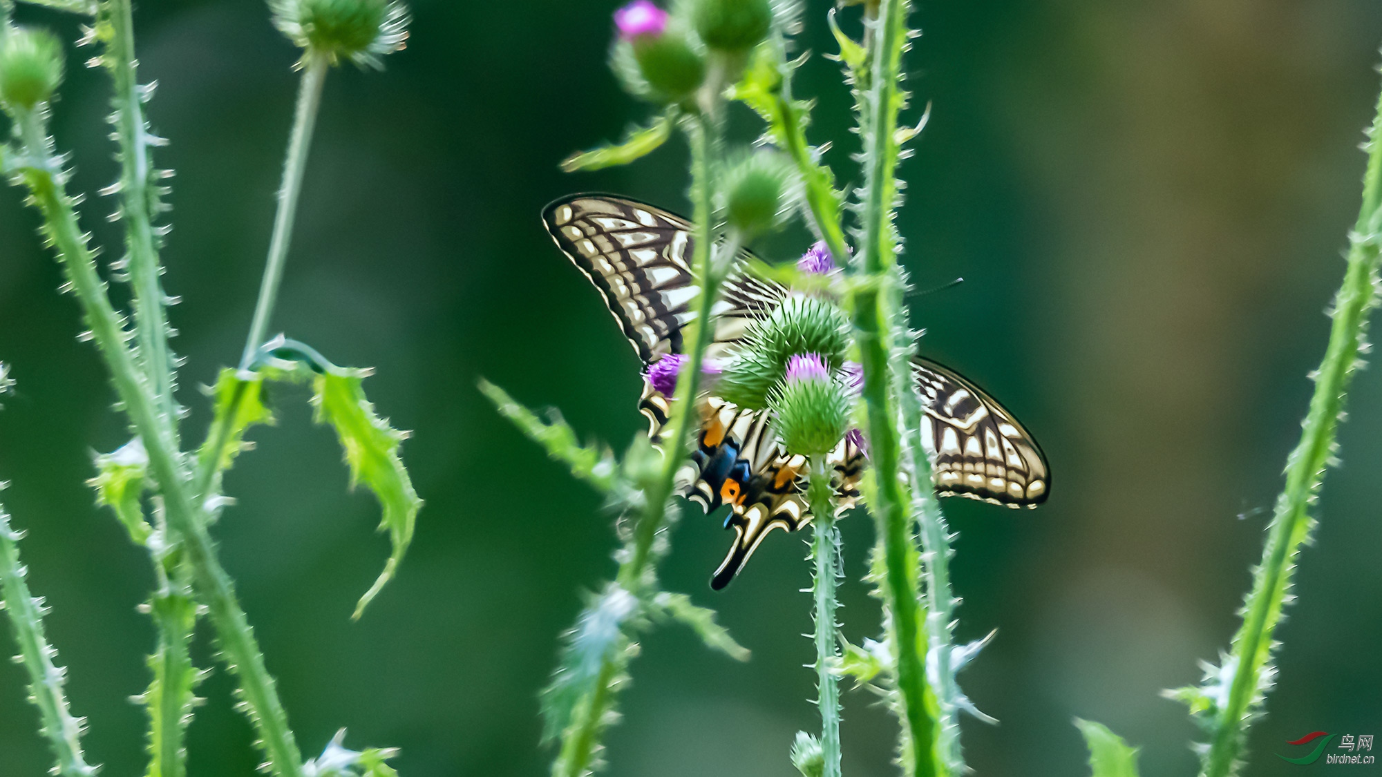 DF7A8527.������K.jpg