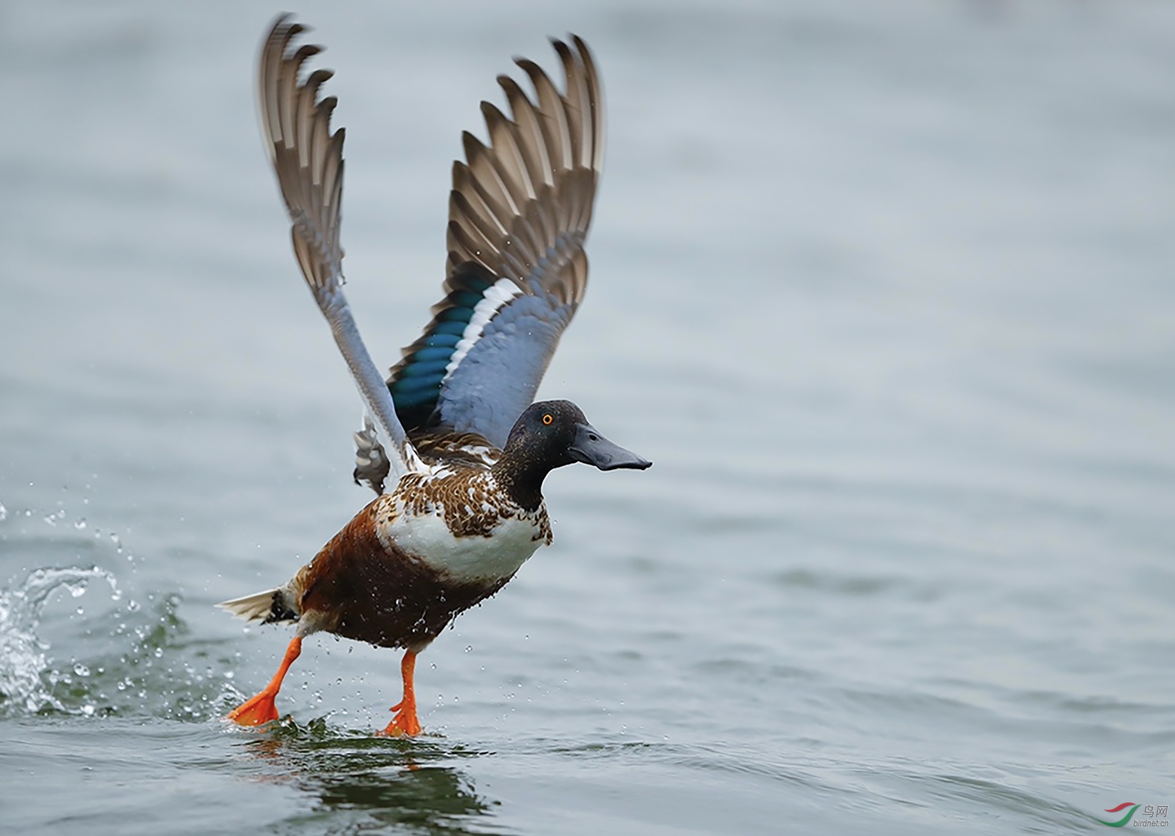 深圳湾的琵嘴鸭