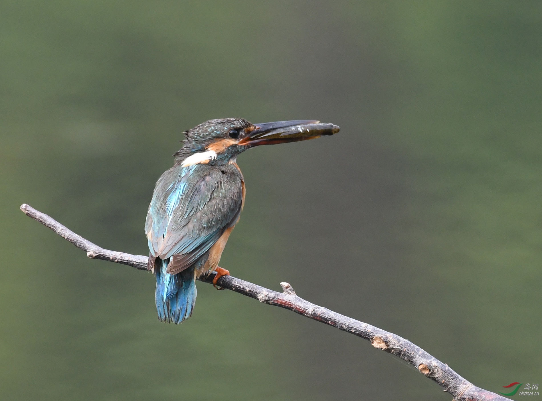 ������Ӱ 12421����.jpg