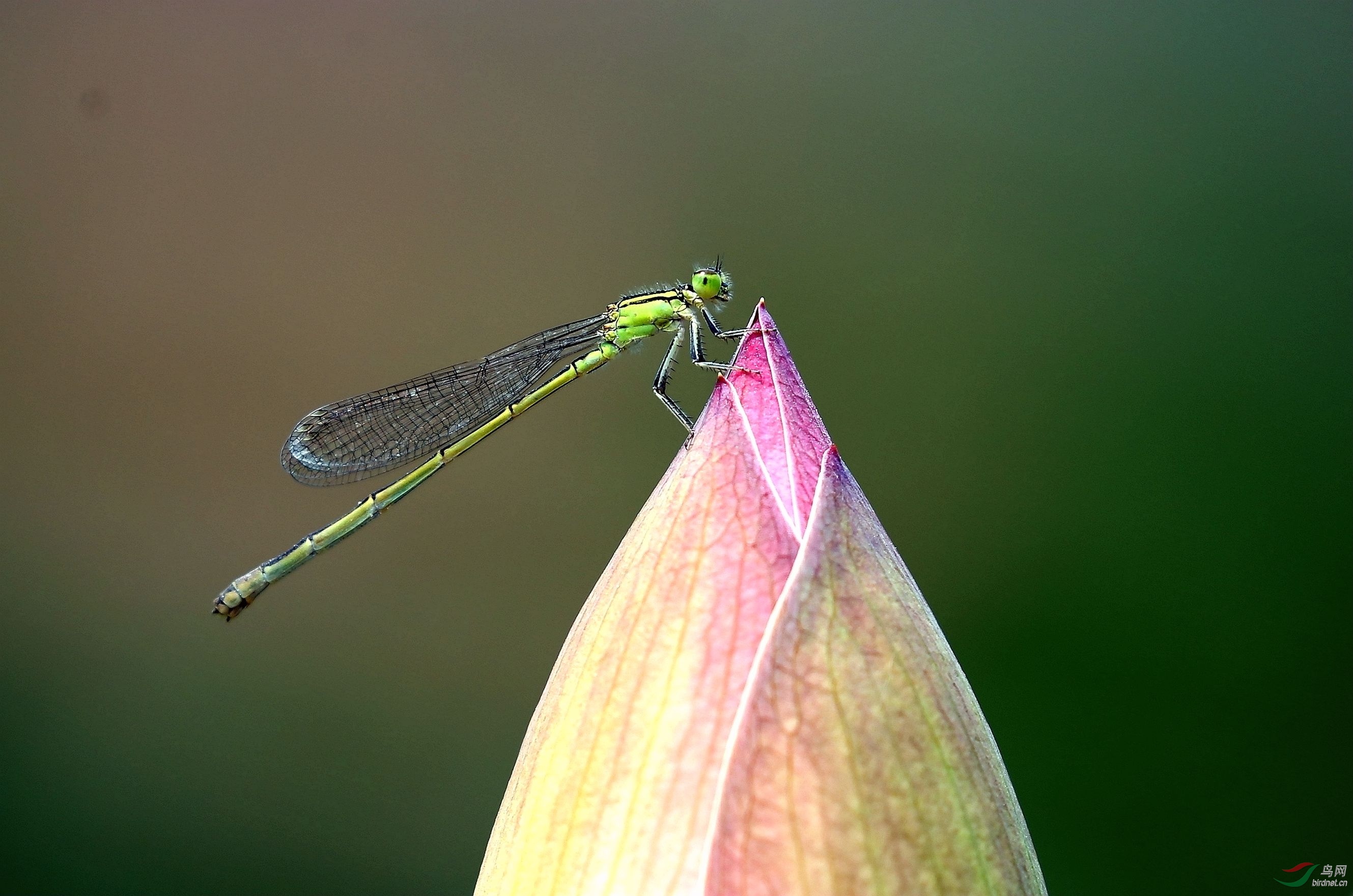 荷花苞上的豆娘