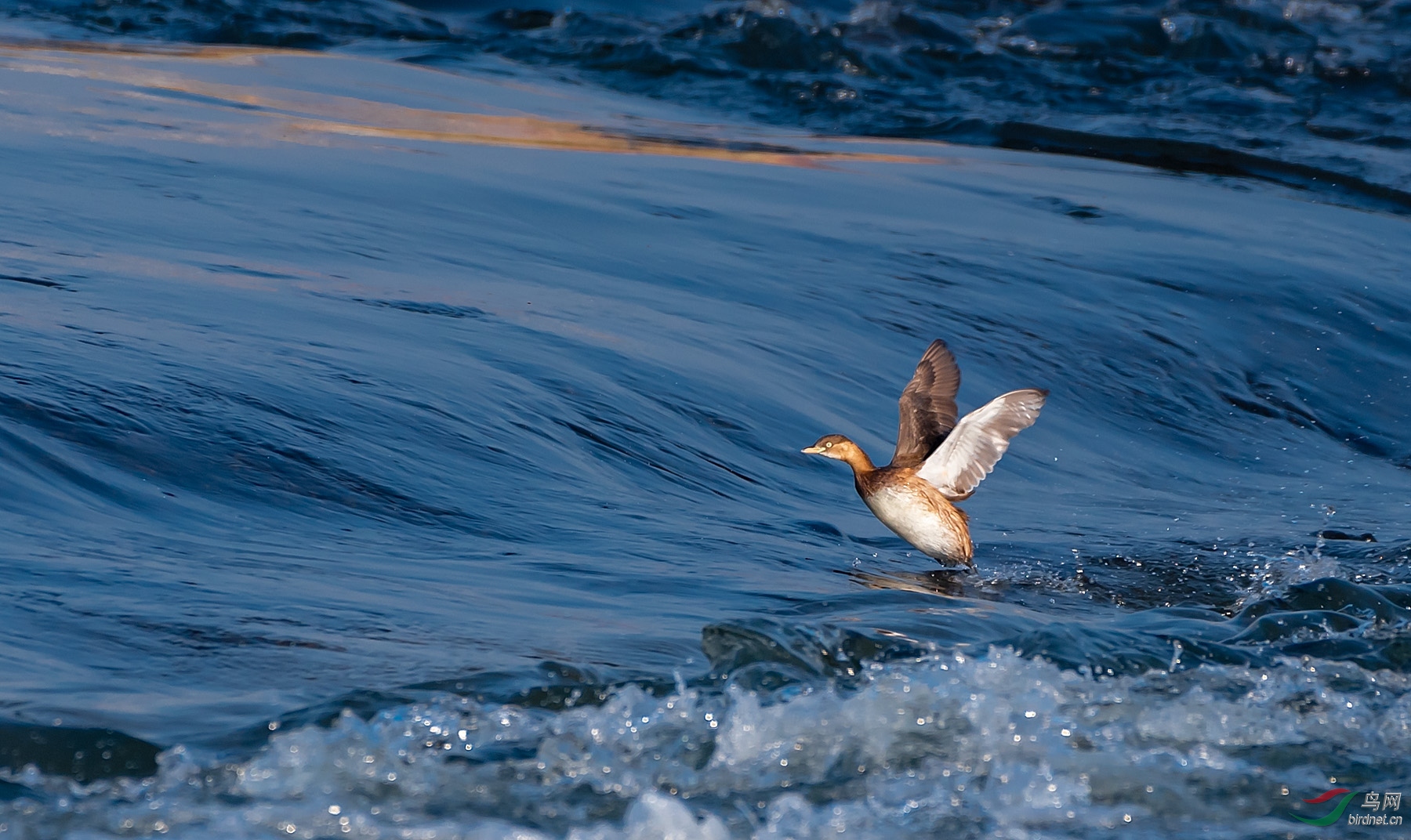 ����ն��