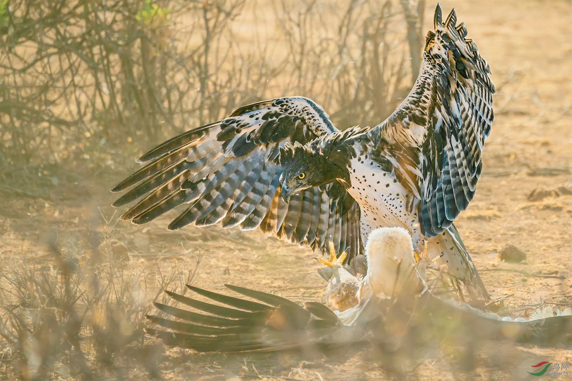 猛雕扑杀茶色雕(祝贺老师作品荣获每日佳作)