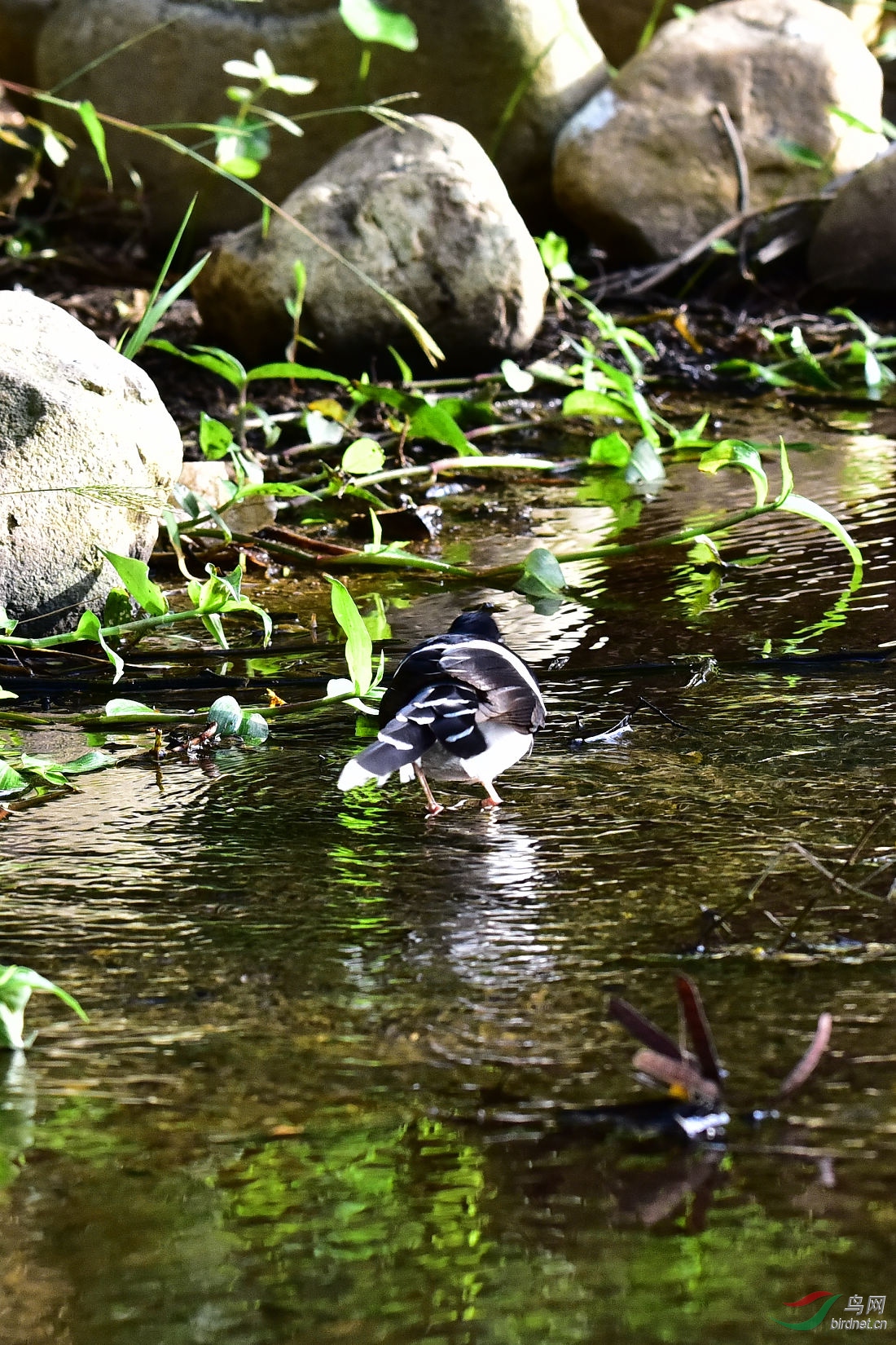DSC_0253.JPG